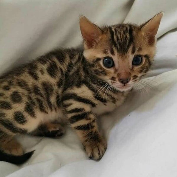 Quality Bengal kittens for Re-homing