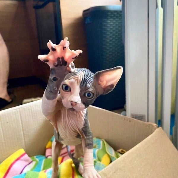 Bold and Wrinkly Sphynx Kittens