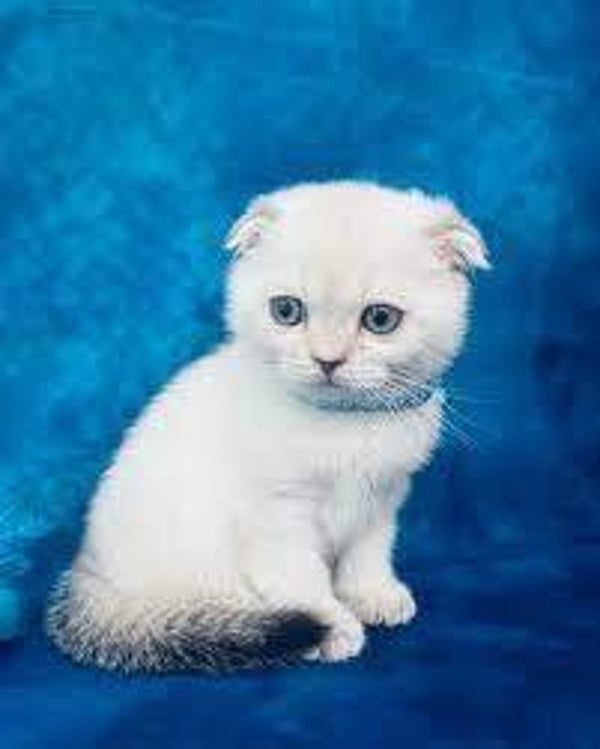 Tica Scottish fold kittens