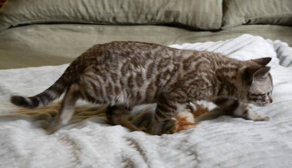 Sexy Snow Sepia Bengal