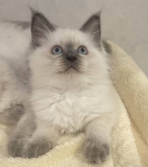 Quality Purebred Ragdoll kittens