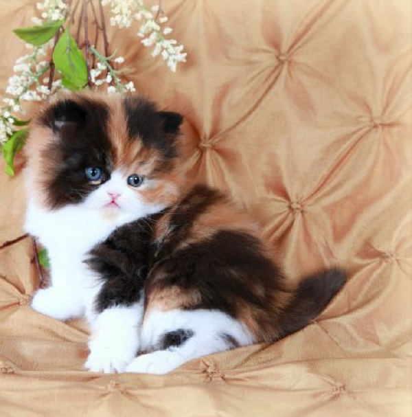 Calico kittens Males & Female