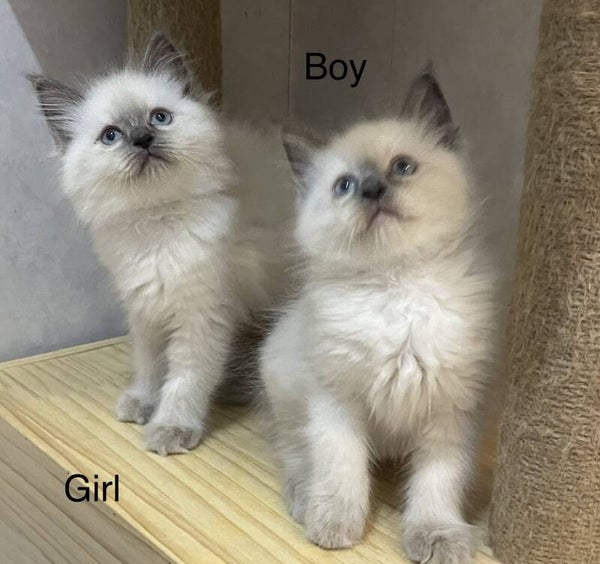 Quality Purebred Ragdoll kittens