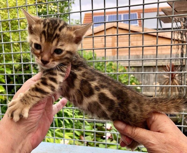 Male and female Bengal Kittens Ready for adoption