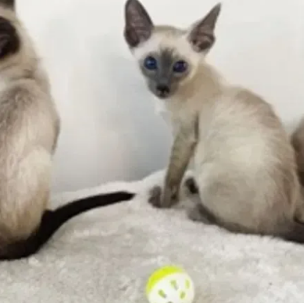 Stunning Siamese Kittens – Affectionate, Vocal, and Ready for Forever Homes!