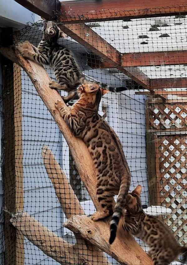 Beautiful Bengal Kitten's