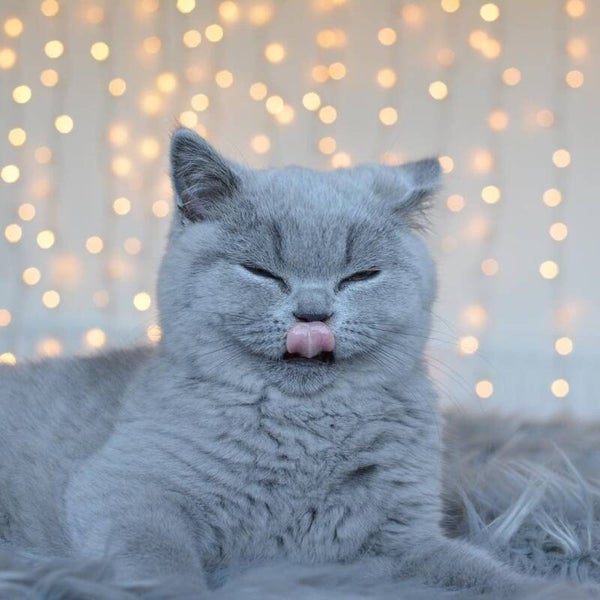 British shothair kittiens