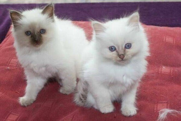 lovely and Wise Birman Kittens Available
