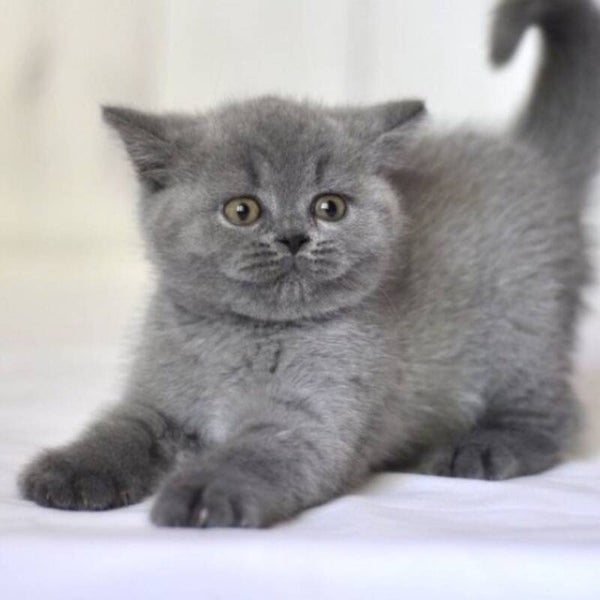 British Shorthair Kittens