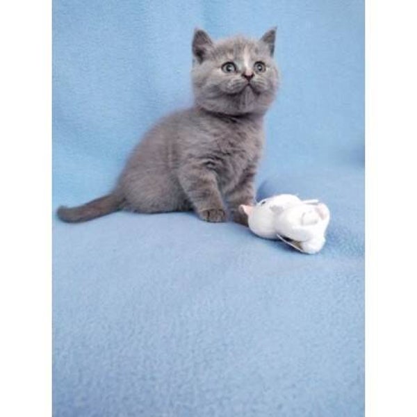 Scottish fold kittens
