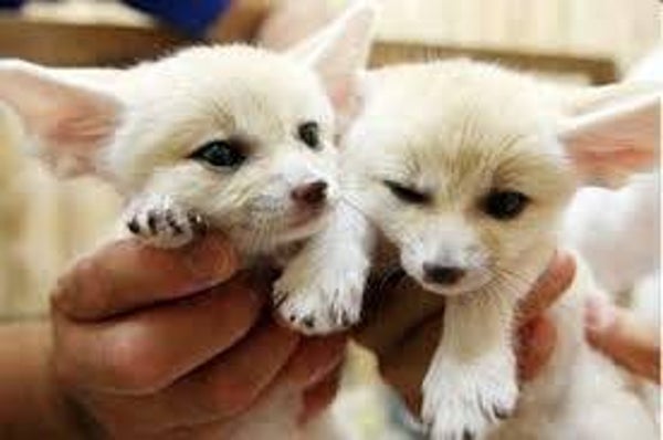 Quality males and females Fennec fox kittens ready