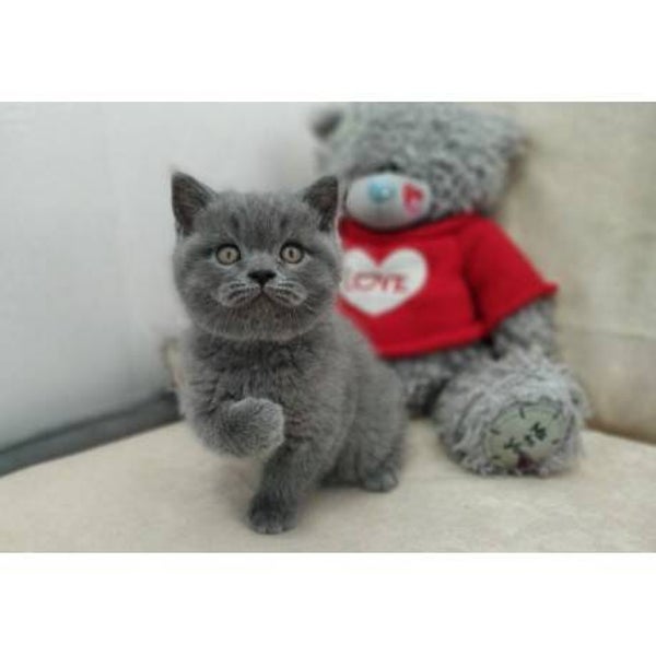Health Scottish Fold Kittens
