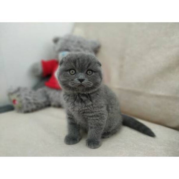 Scottish fold kittens tica