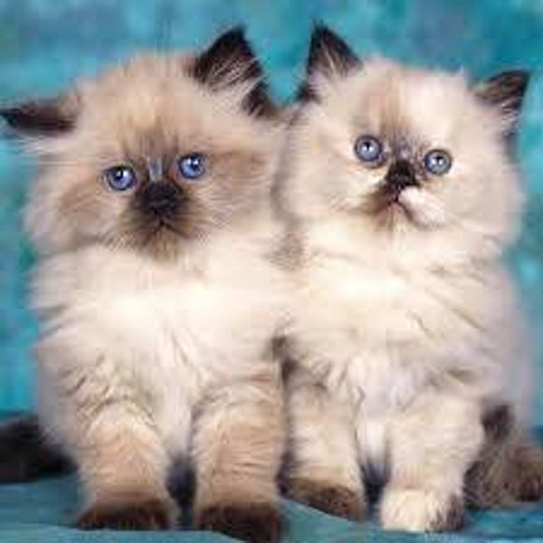 Quality Himalayan kittens ready