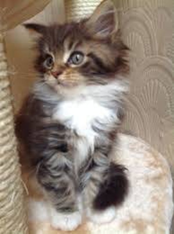 Healthy Maine Coon kittens Looking For New Home