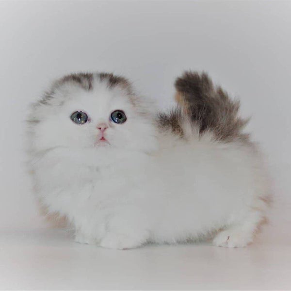 We have litters of Munchkin kittens available for rehoming