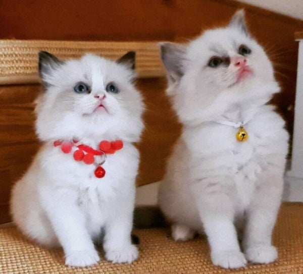 Ragdoll kittens for Re-homing