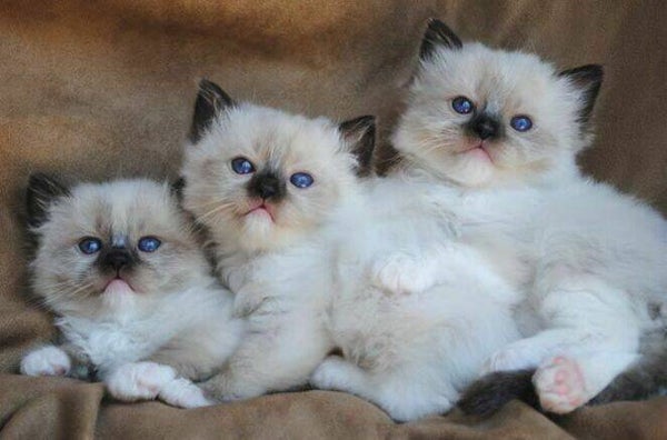 Ragdoll kittens for adoption