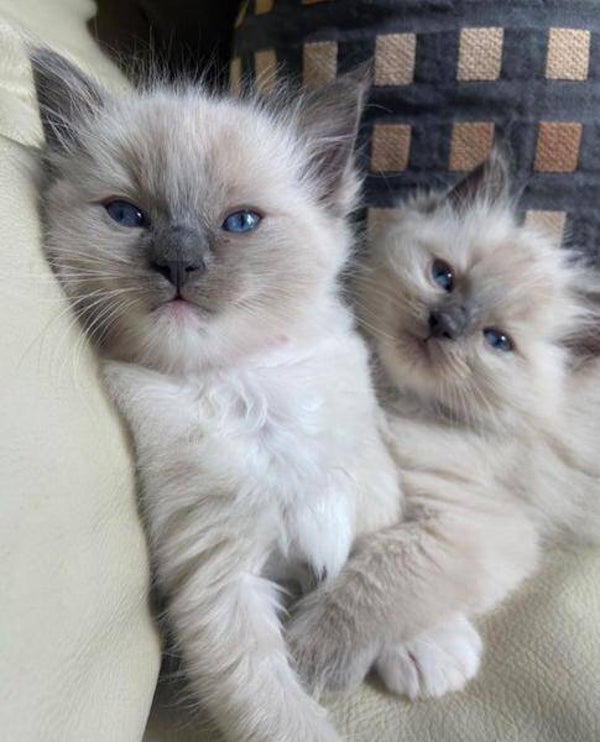 Quality Ragdoll kittens for Re-homing