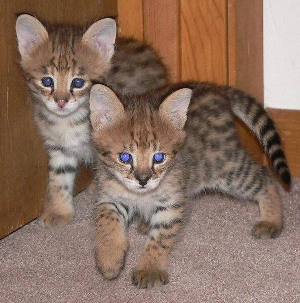 I have 6 lovely Savannah kittens available for adoption
