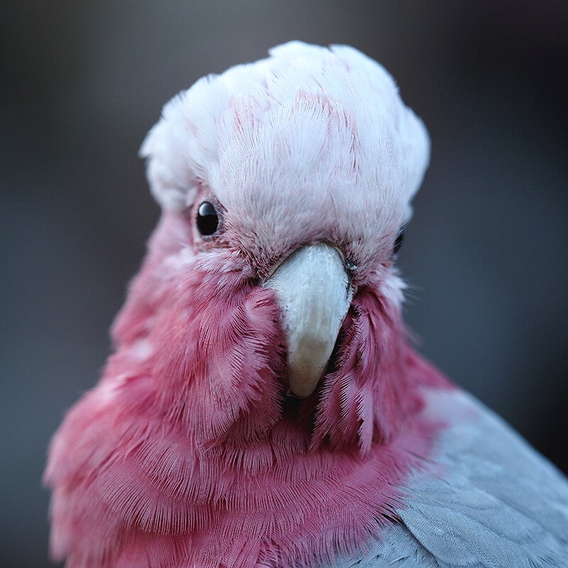Pink Parrot
