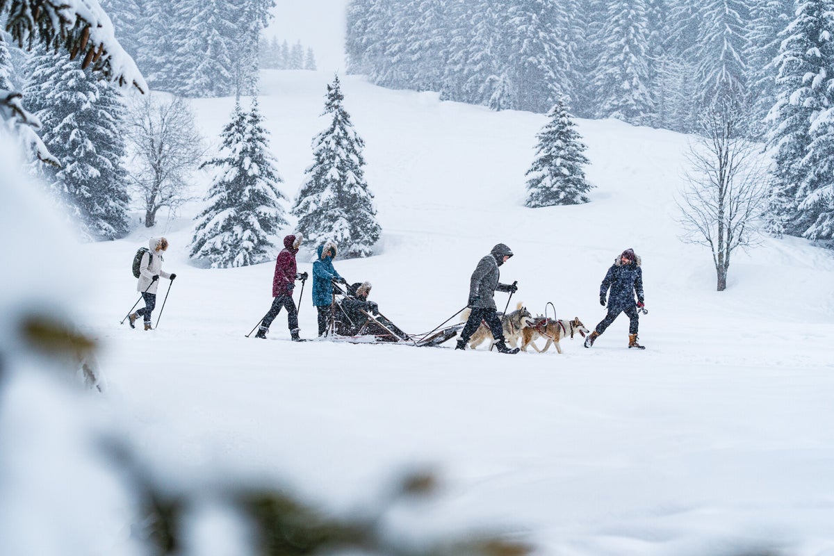 Nordic Sled Dog Chien De Traineau Les Gets