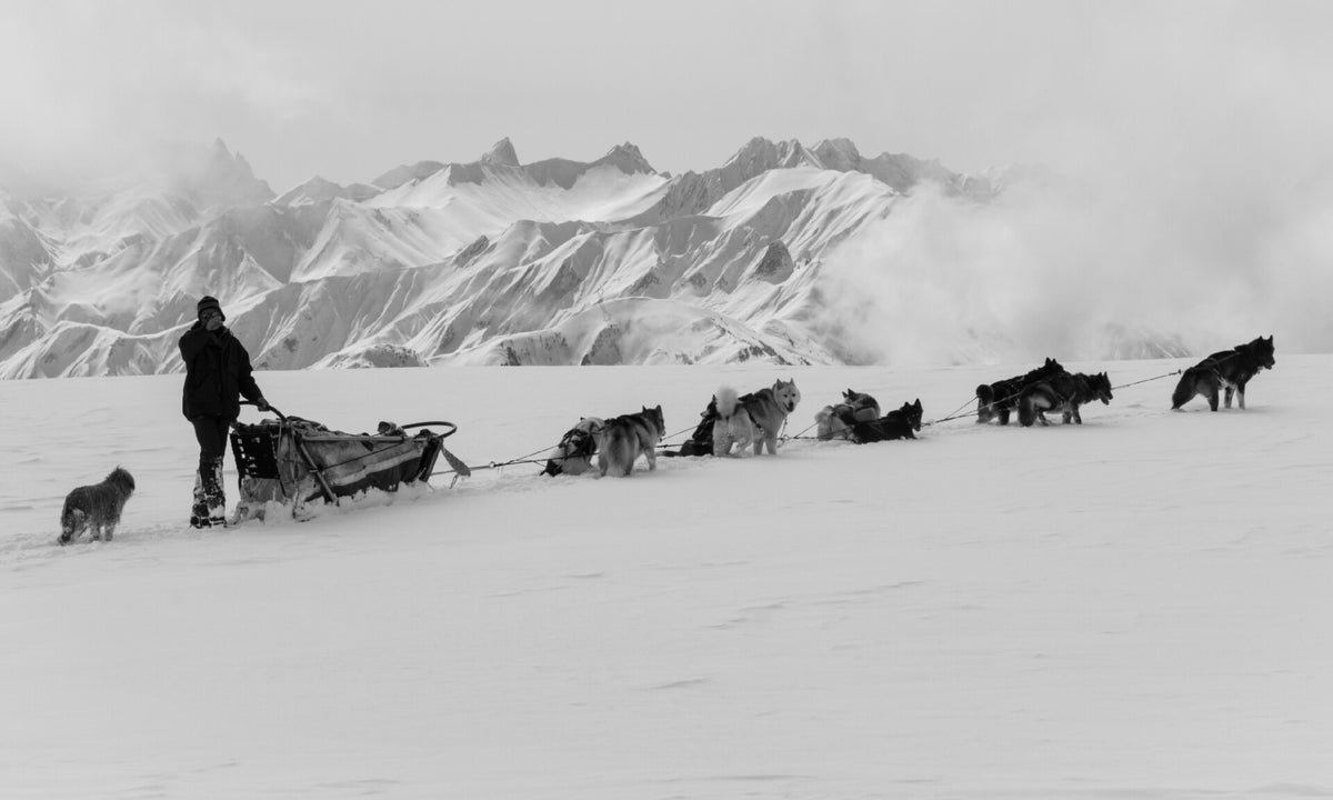 Nordic Sled Dog Chien De Traineau Les Gets