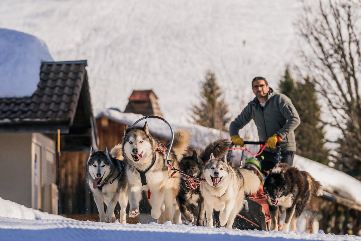 Nordic Sled Dog Chien De Traineau Les Gets