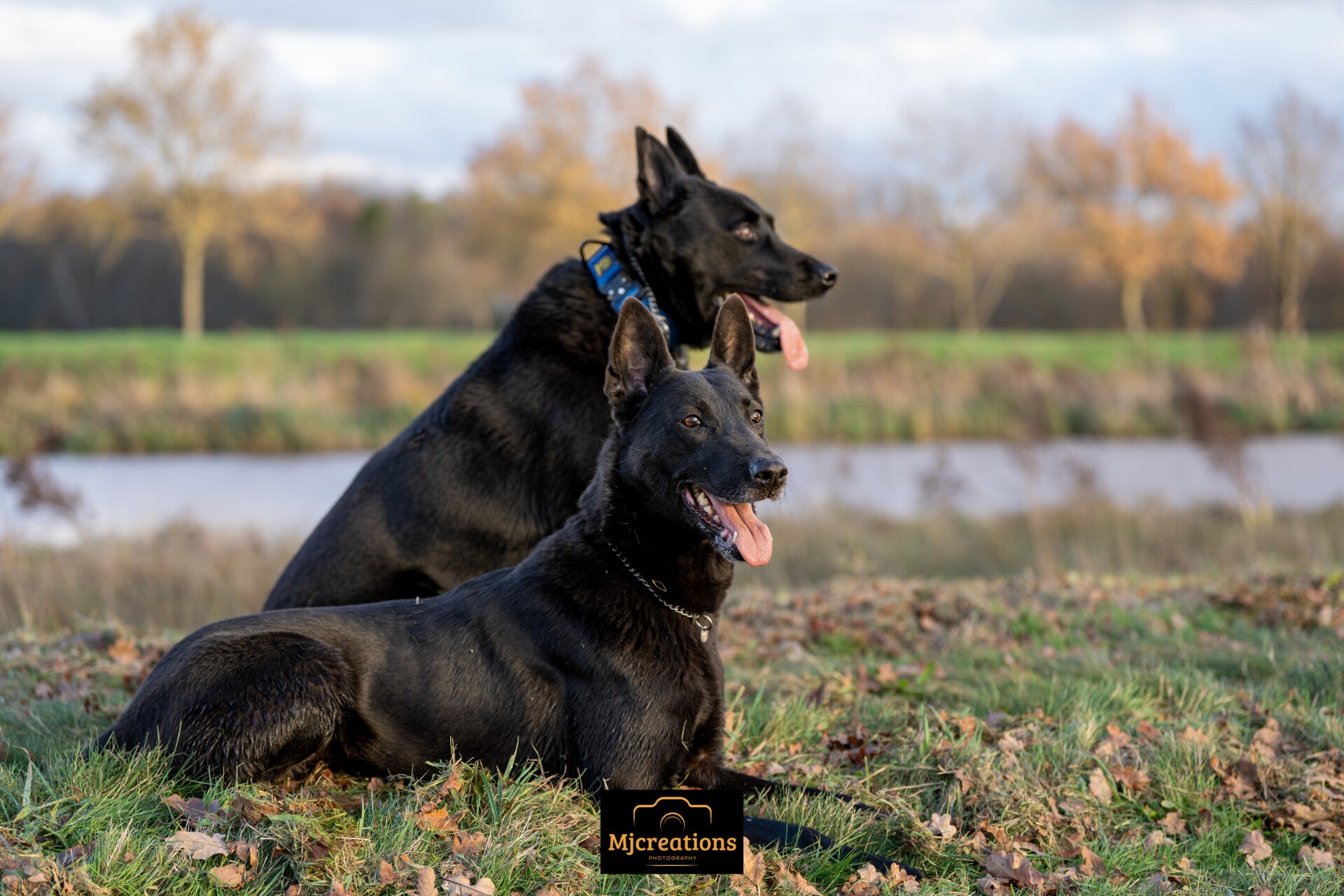 hondenfotografie in de natuur