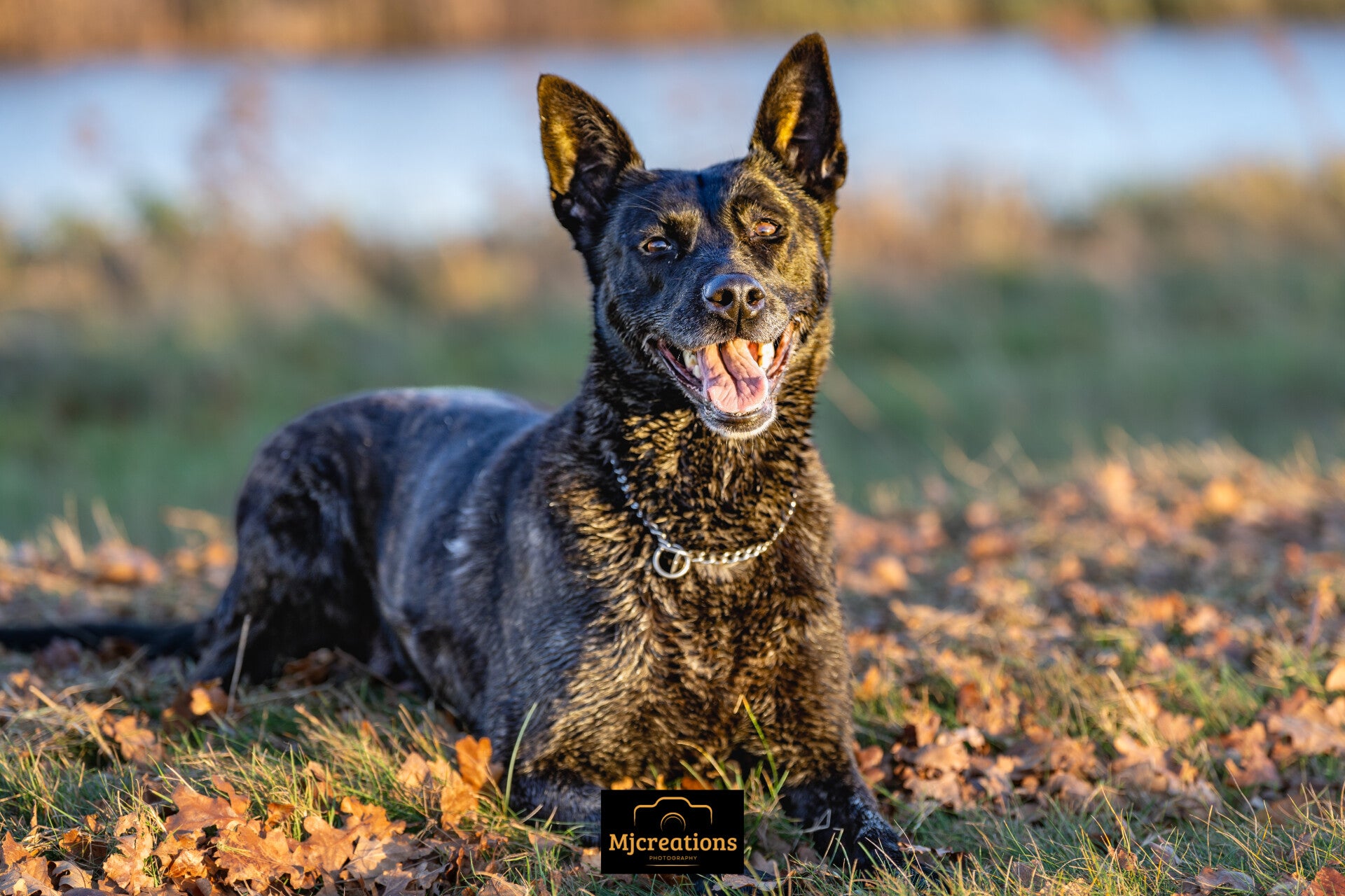 hondenfotografie hond portret fotoshoot