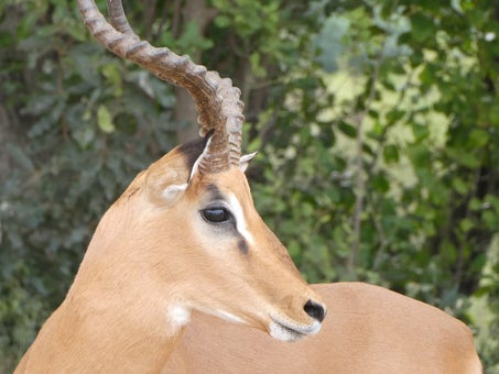 Impala