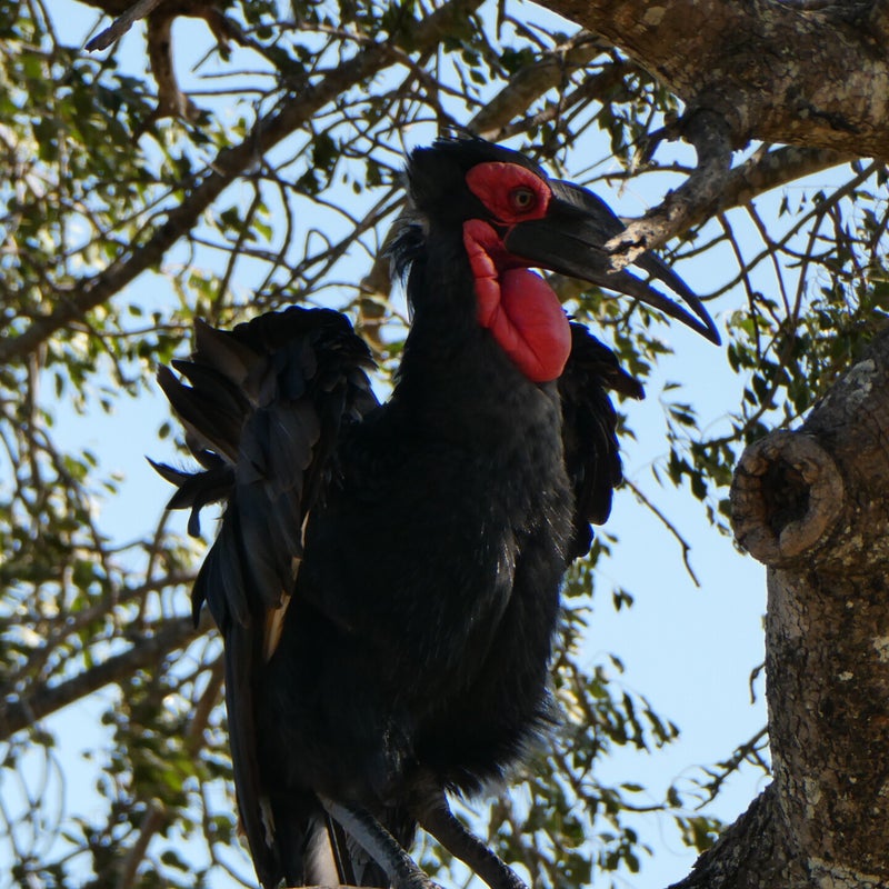 Zuidelijke hoornraaf