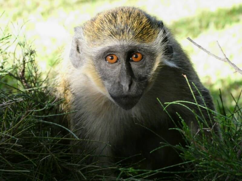 monkey makaak gambia