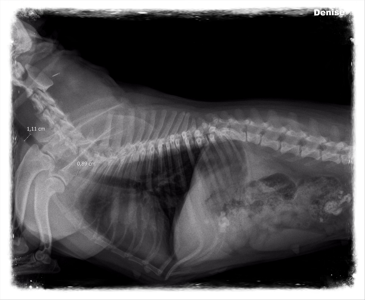 BOS / BOAS syndroom en BOAS score / gezondheid | Bullsofangels.be