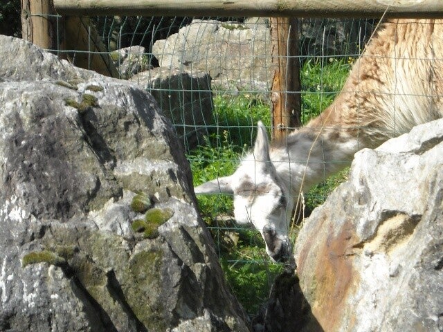 Lama / animaux / Le PAL (Allier 03) / AUVERGNE RHONE ALPES / sommaire