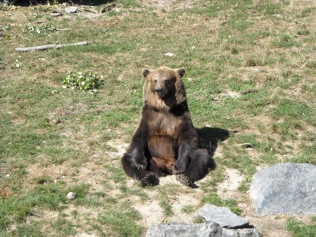 Ours / animaux / Le PAL (Allier 03) / AUVERGNE RHONE ALPES / sommaire