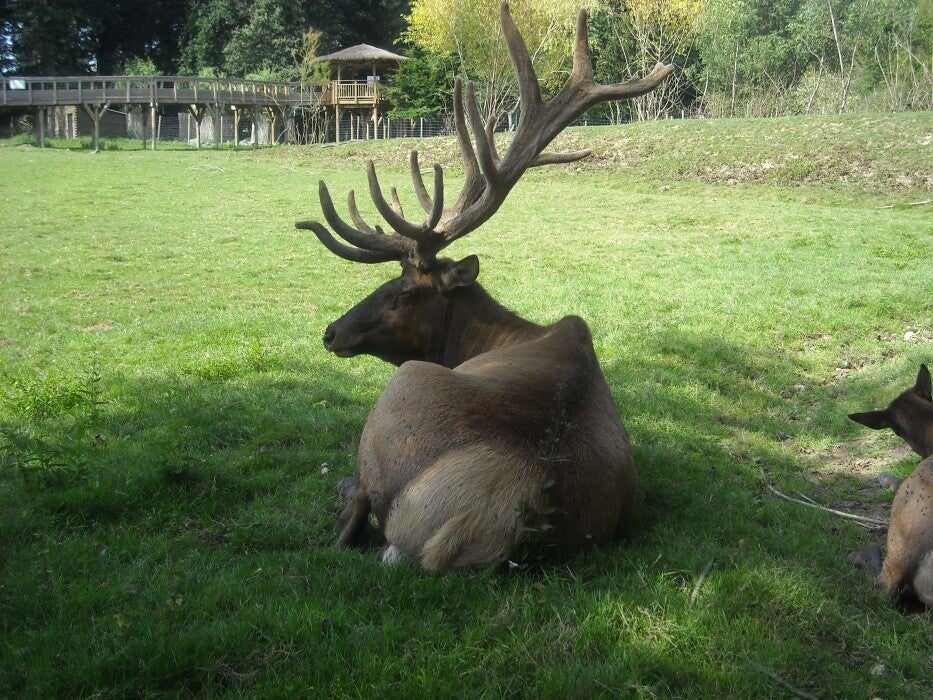 Elan / animaux / Le PAL (Allier 03) / AUVERGNE RHONE ALPES / sommaire