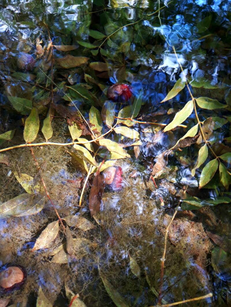 20181001_131155-standard.jpg