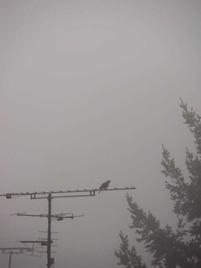 oiseau1-standard.jpg
