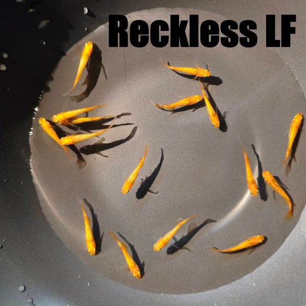 Medaka Reckless Longfin