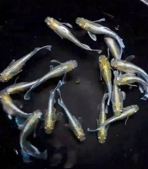 Emekin Gold 1 koppel