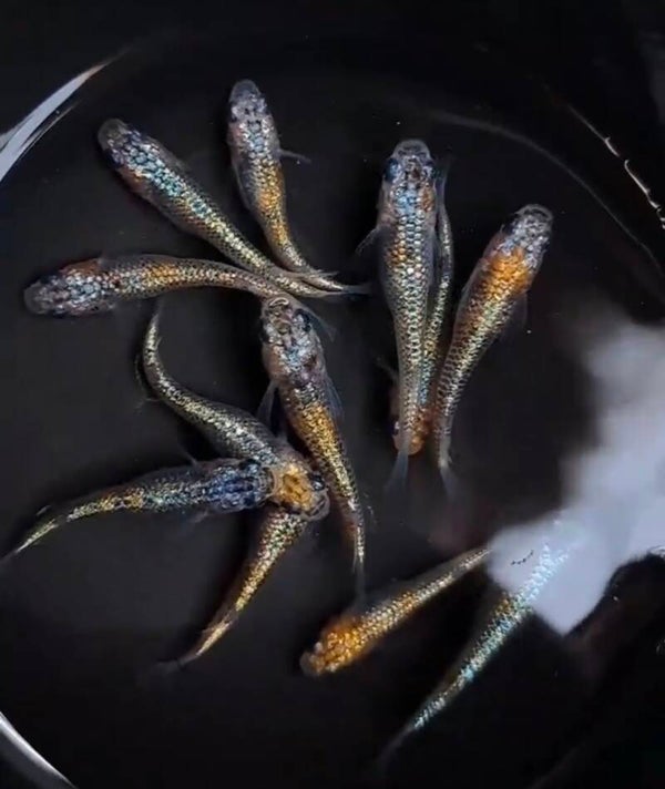 Ulysses-Paradiso 1 koppel