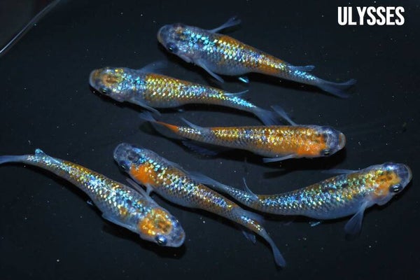 Ulysses 1 koppel