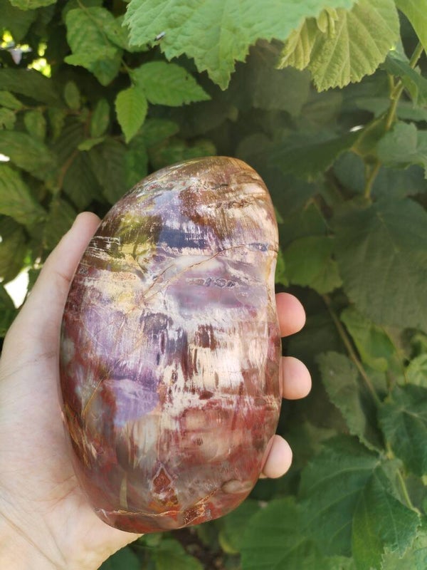 Bois Fossile Multicolore – 1,5 kg