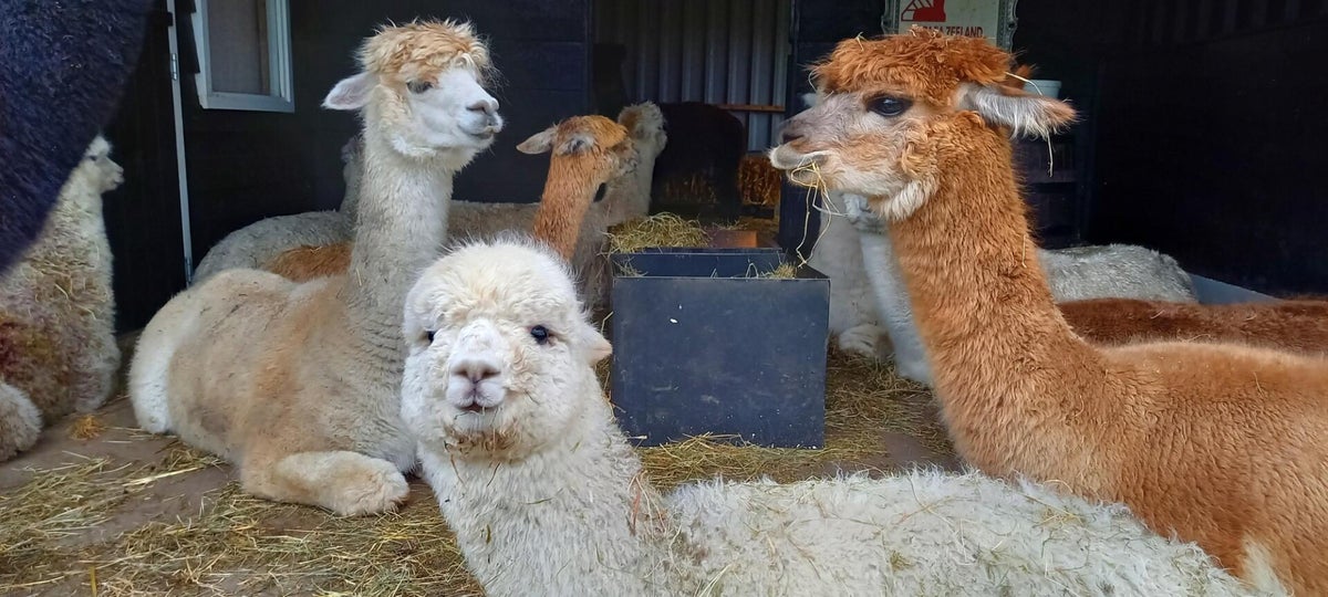 huisvesting Alpaca's / Alpaca's houden | AlpacaCare.nl