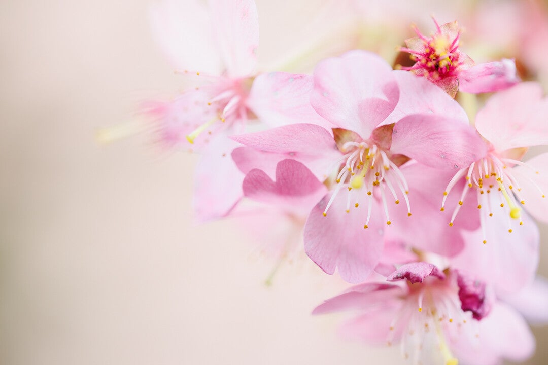 Vier rose bloesems op de voorgrond. De achtergrond is zacht rose.