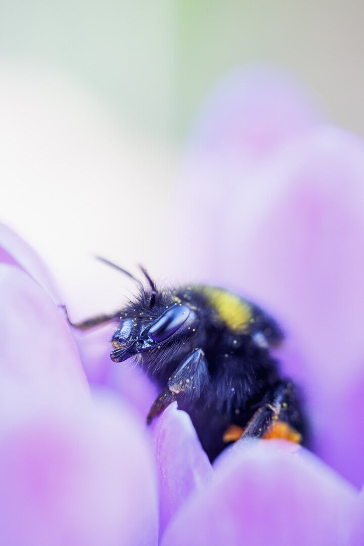 Hommel in een paarse krokus. Hij zit vol met korrels stuifmeel
