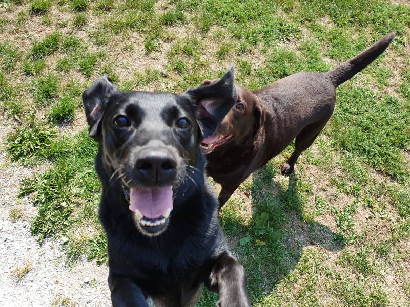 Honden Uitlaatservice Kersten Wijchen