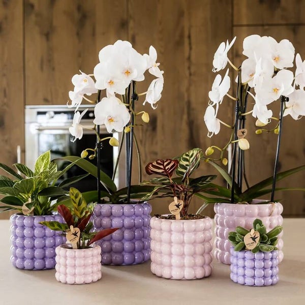 Pot Poppy Paars 12x12,5