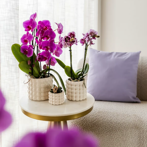 Pot Poppy Wit 12x12,5